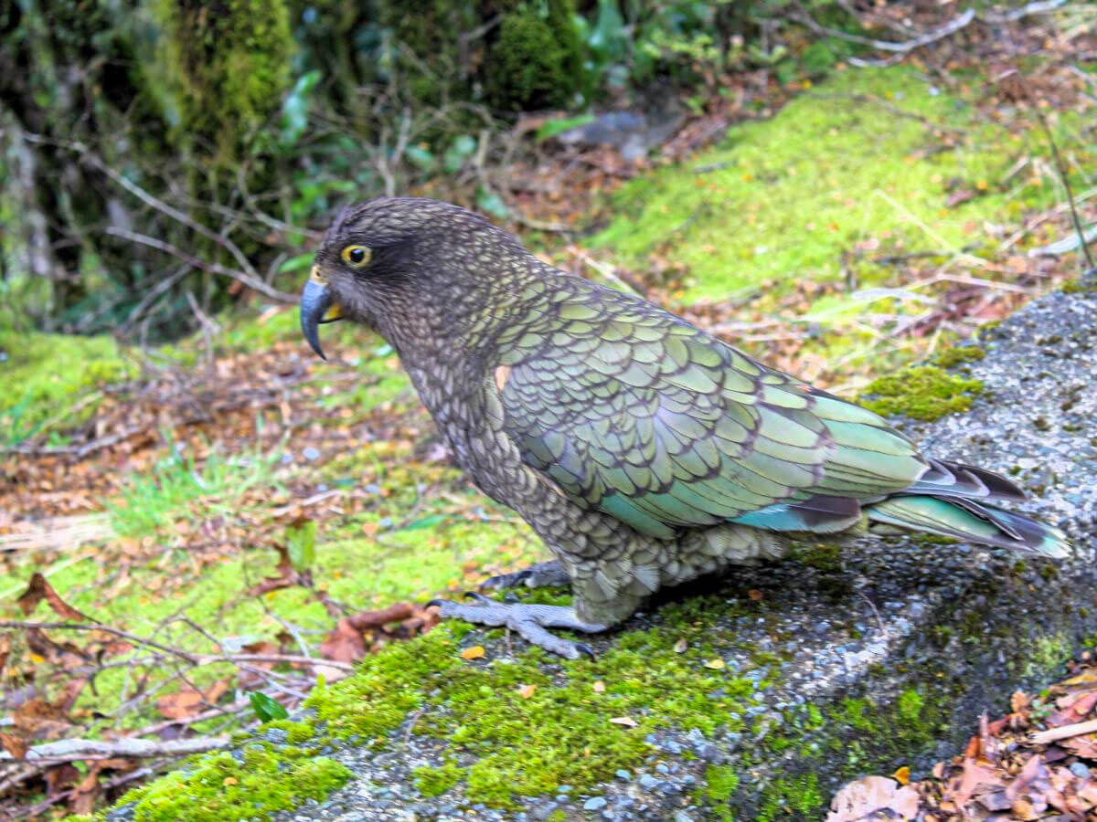 Kea bird at Milford Sound New Zealand