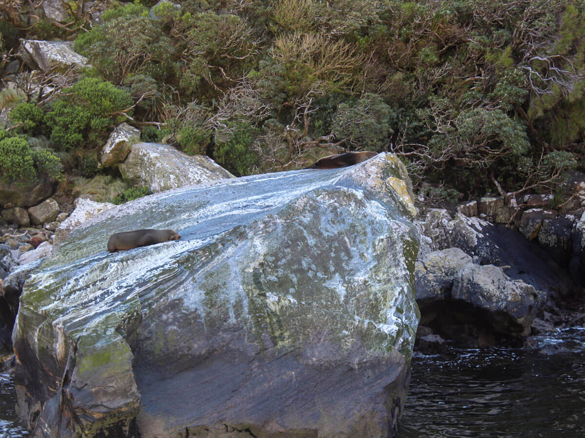 Seal Rock at Milford Sound New Zealand